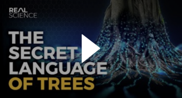 The Secret Language of Trees